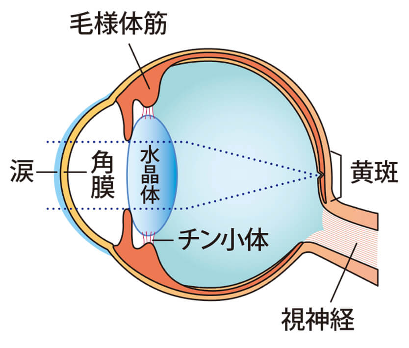 年を重ねると目はどのように変化する?