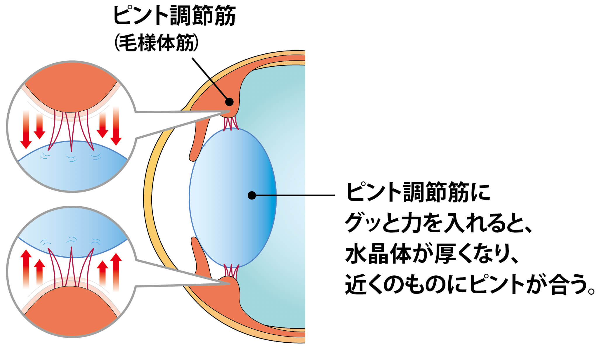 ピント調節筋(毛様体筋)